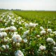 Planten van katoen groeien in een zonovergoten veld, symboliserend de agrarische industrie.