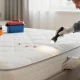 Bed bug control in a home setting with an exterminator inspecting the mattress for signs of infestation.